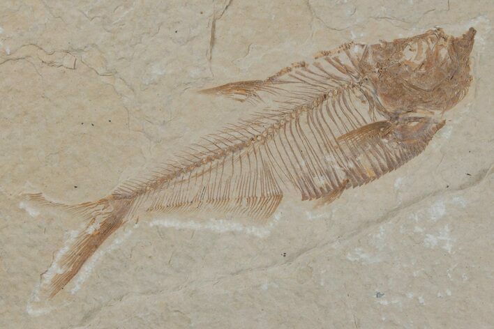 Fossil Fish (Diplomystus) - Wyoming #210078